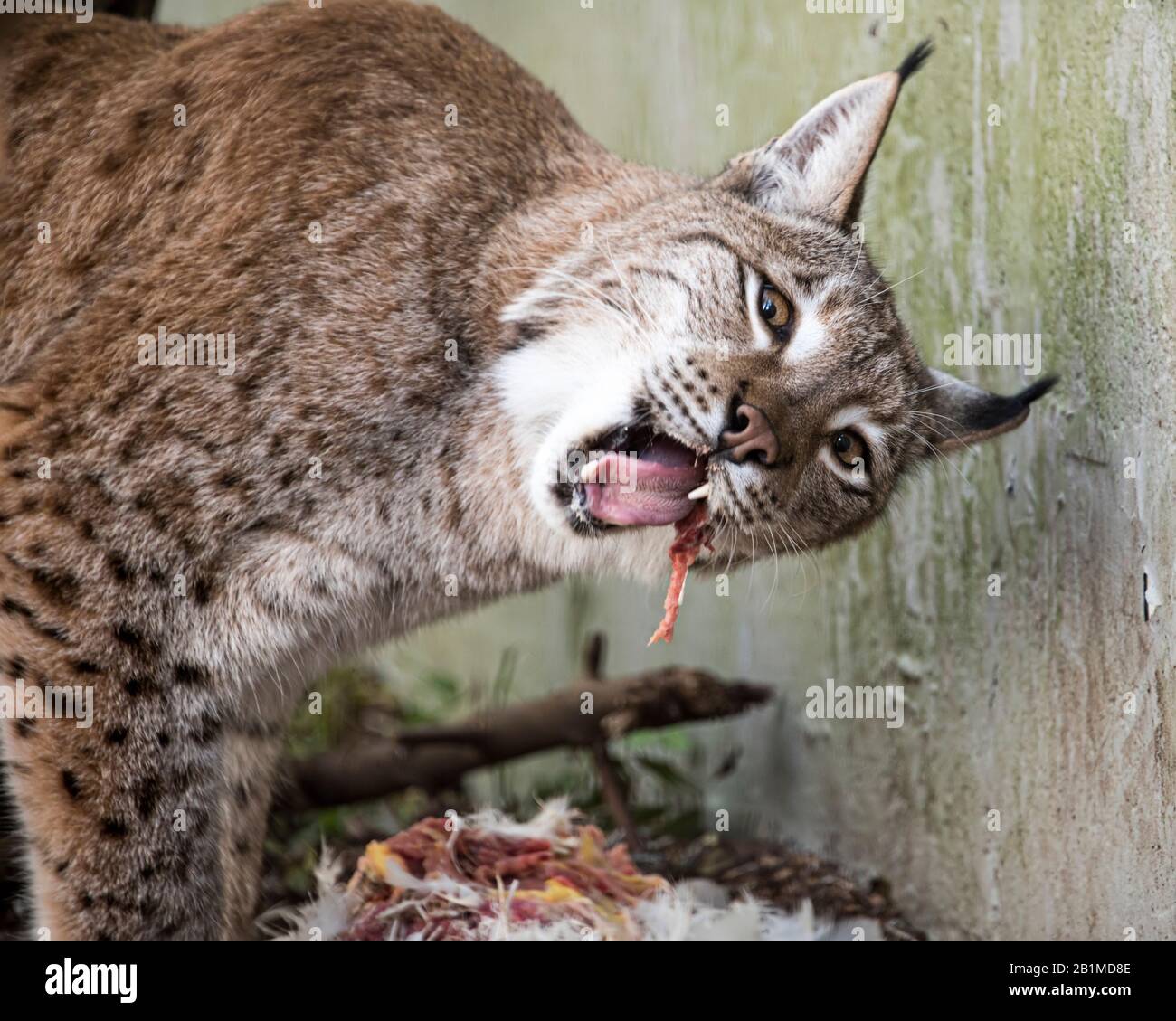 Royaume-Uni, Welwyn - octobre 2017 : Lynx eurasien en captivité Banque D'Images