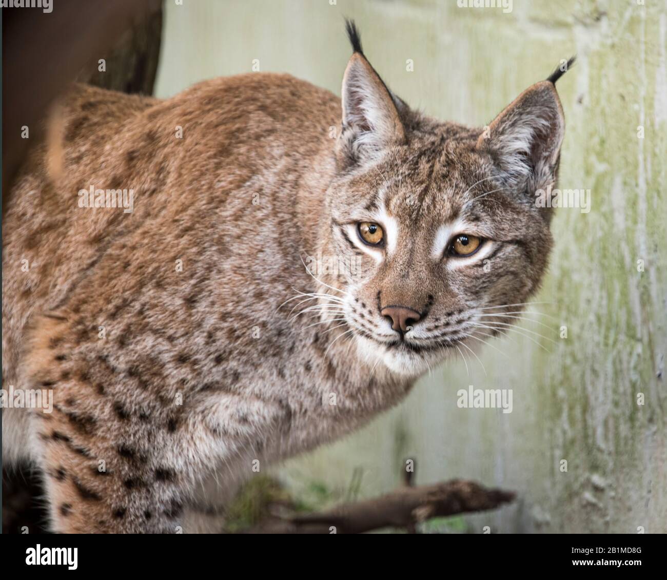 Royaume-Uni, Welwyn - octobre 2017 : Lynx eurasien en captivité Banque D'Images