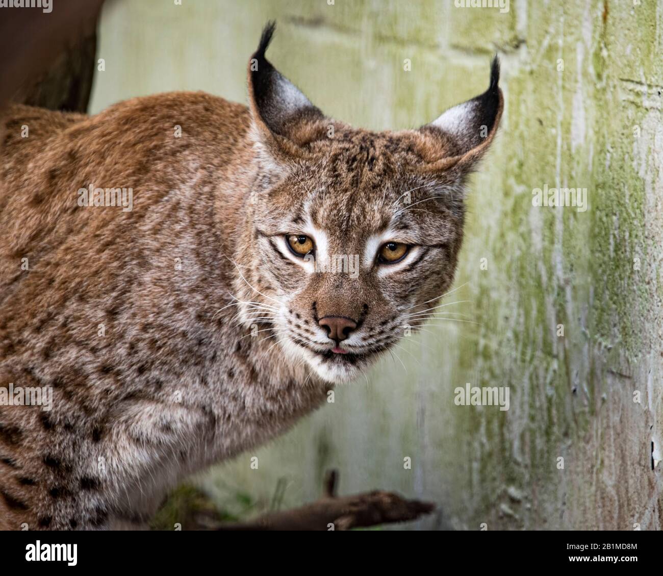 Royaume-Uni, Welwyn - octobre 2017 : Lynx eurasien en captivité Banque D'Images