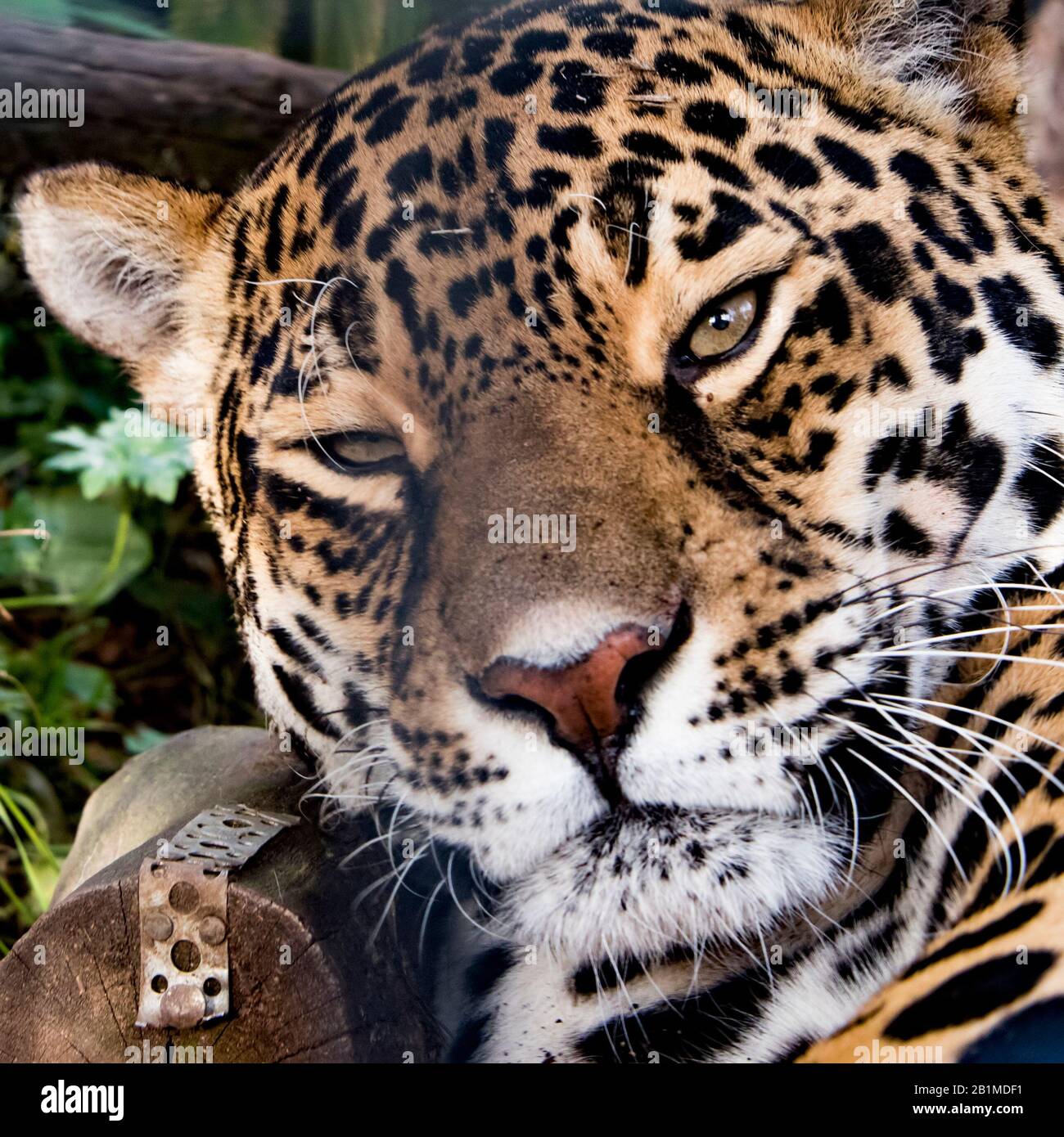 Royaume-Uni, Welwyn - octobre 2017 : Jaguar féminine en captivité Banque D'Images