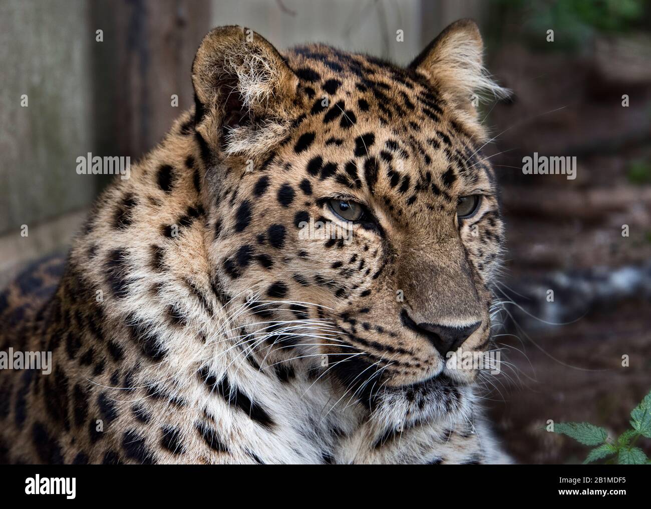 Royaume-Uni, Welwyn - octobre 2017: Amur léopard en captivité - gros plan Banque D'Images