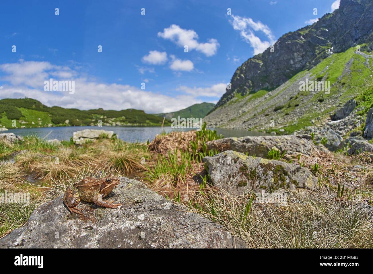 Lac Rohacske Plesa, Montagnes Des Tatras De L'Ouest, Slovaquie Avec La Grenouille Commune Européenne Rana Temporaria Banque D'Images