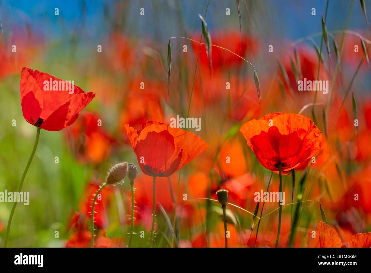 Les domaines de Provence. Coquelicots et de lavande. Banque D'Images