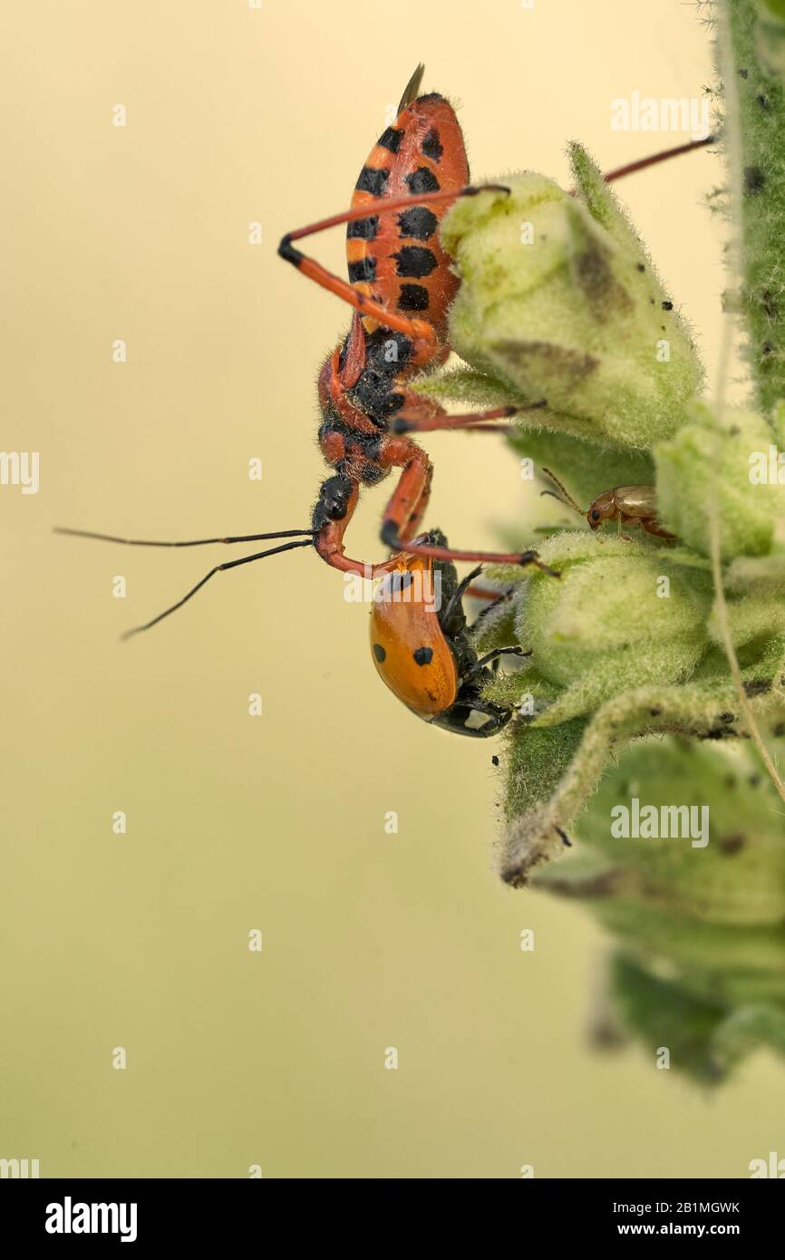 Rhynocoris iracundus assassin bug en République Tchèque Banque D'Images