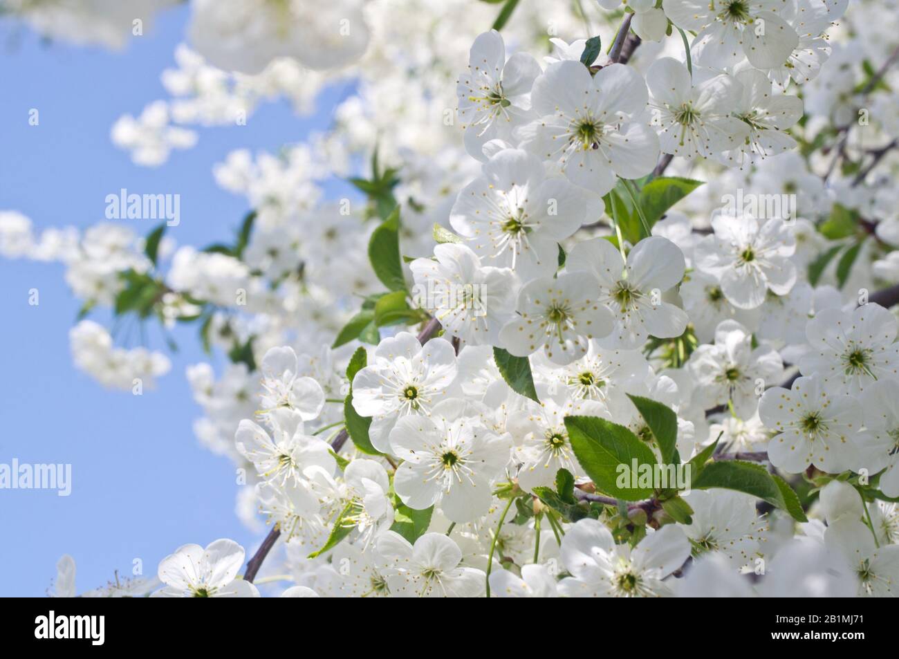 Fleurs de cerisier au printemps contre un ciel bleu Banque D'Images