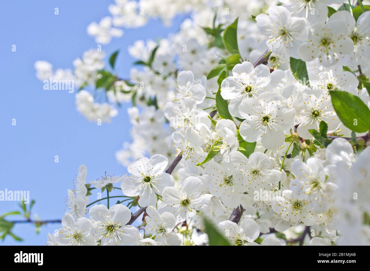 Fleurs de cerisier au printemps contre un ciel bleu Banque D'Images
