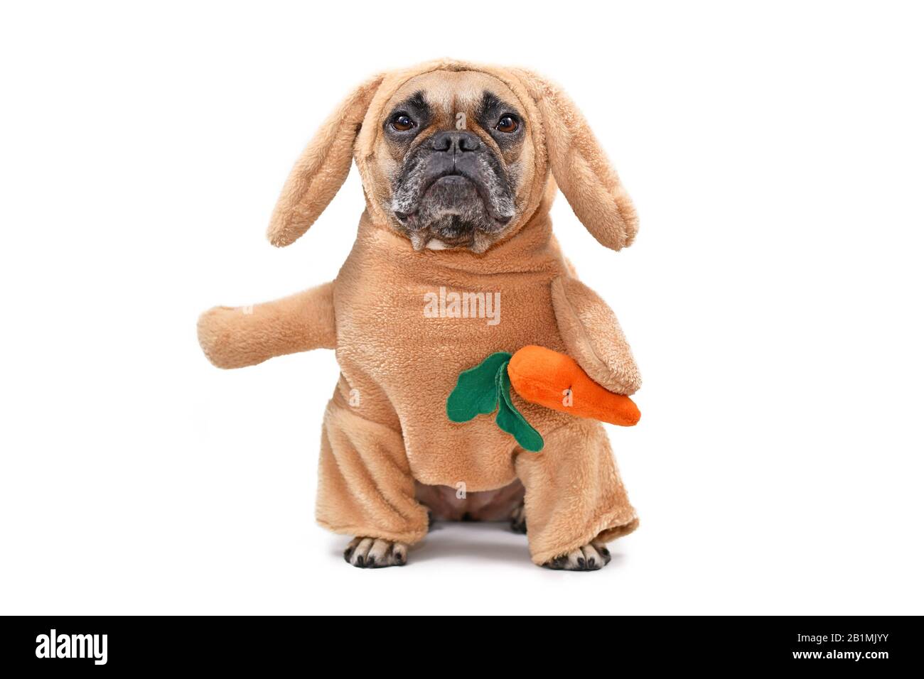 Drôle de chien de Bulldog français vêtu d'un lapin de Pâques portant un costume de lapin avec de faux bras tenant une carotte en peluche, studio tourné isolé sur Banque D'Images