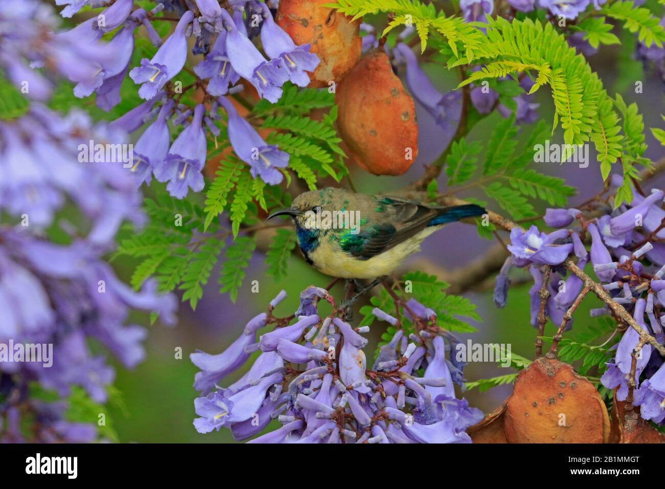 Sunbird variable mâle dans un arbre Jacaranda en Ethiopie Banque D'Images