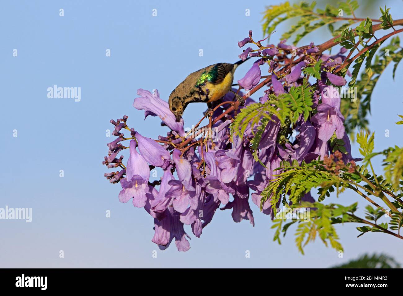 Sunbird variable mâle dans un arbre Jacaranda en Ethiopie Banque D'Images