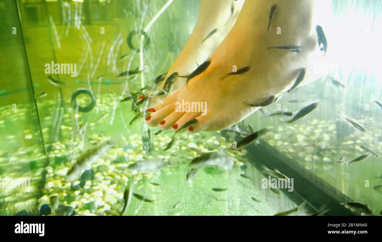 À travers la récolte de verre pieds nus femme refroidissement pieds dans l'eau de l'aquarium parmi les poissons vivants en chaude journée d'été Banque D'Images