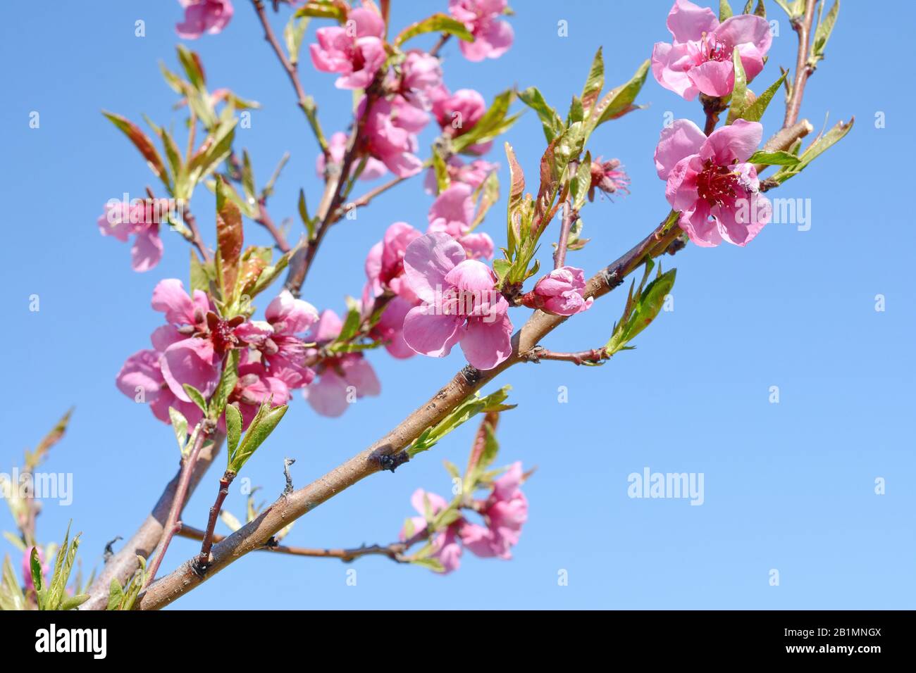 Fleurs d'abricot sur les branches d'arbres avec le ciel bleu en arrière-plan. Banque D'Images