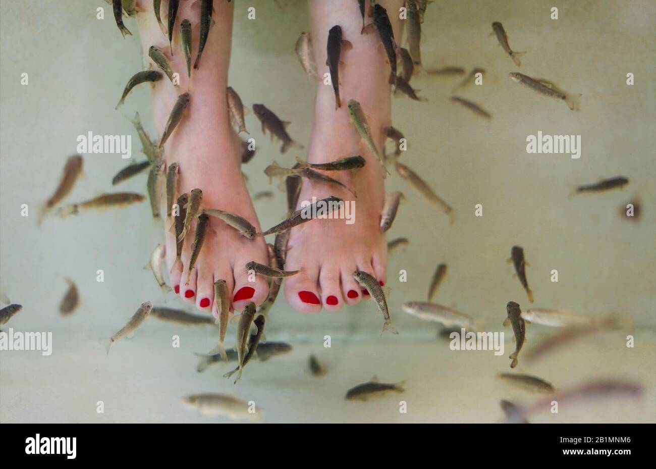 À travers la récolte de verre pieds nus femme refroidissement pieds dans l'eau de l'aquarium parmi les poissons vivants en chaude journée d'été Banque D'Images