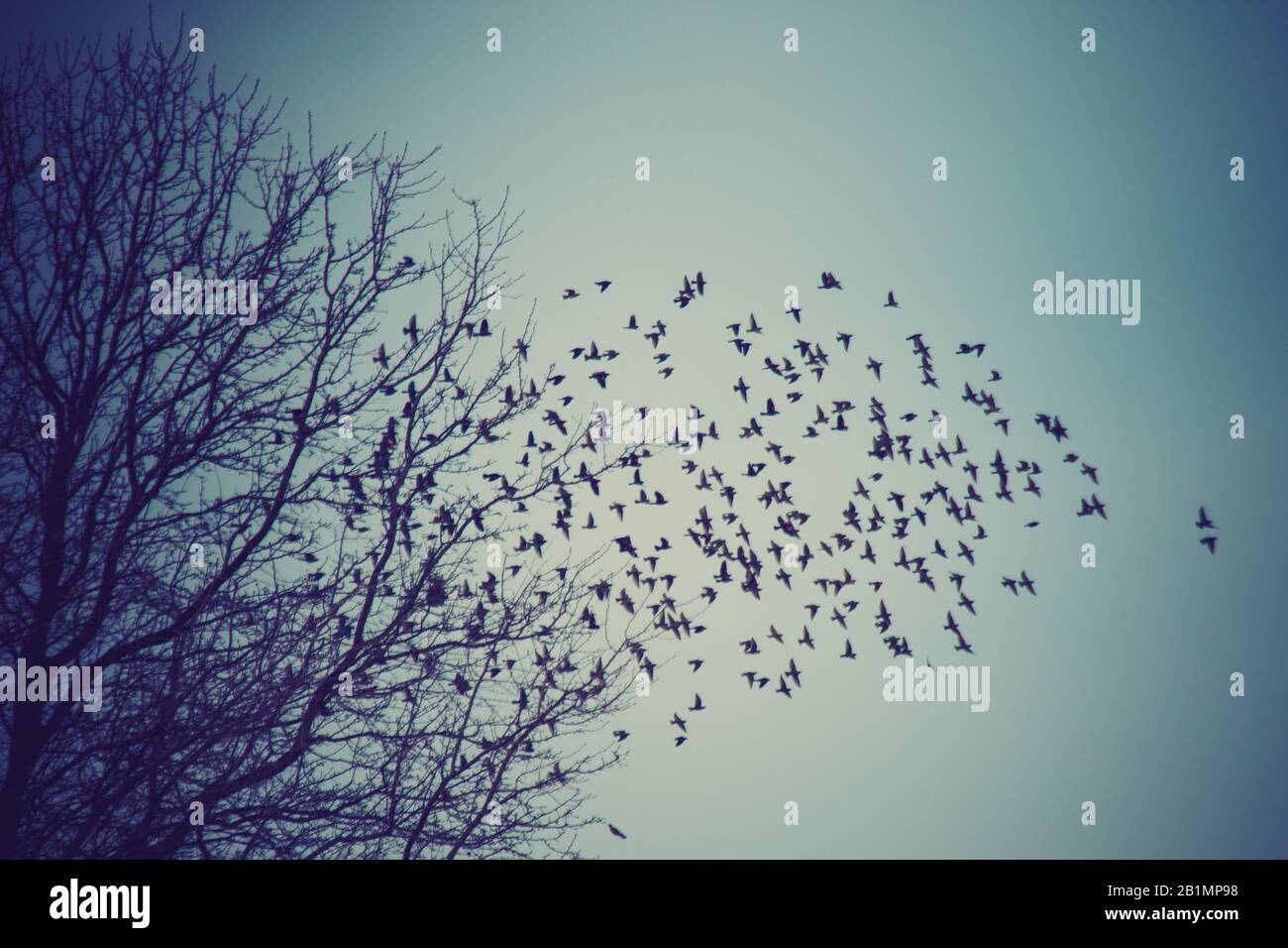 Un troupeau d'oiseaux noirs qui sortent d'un arbre d'hiver stérile. Banque D'Images
