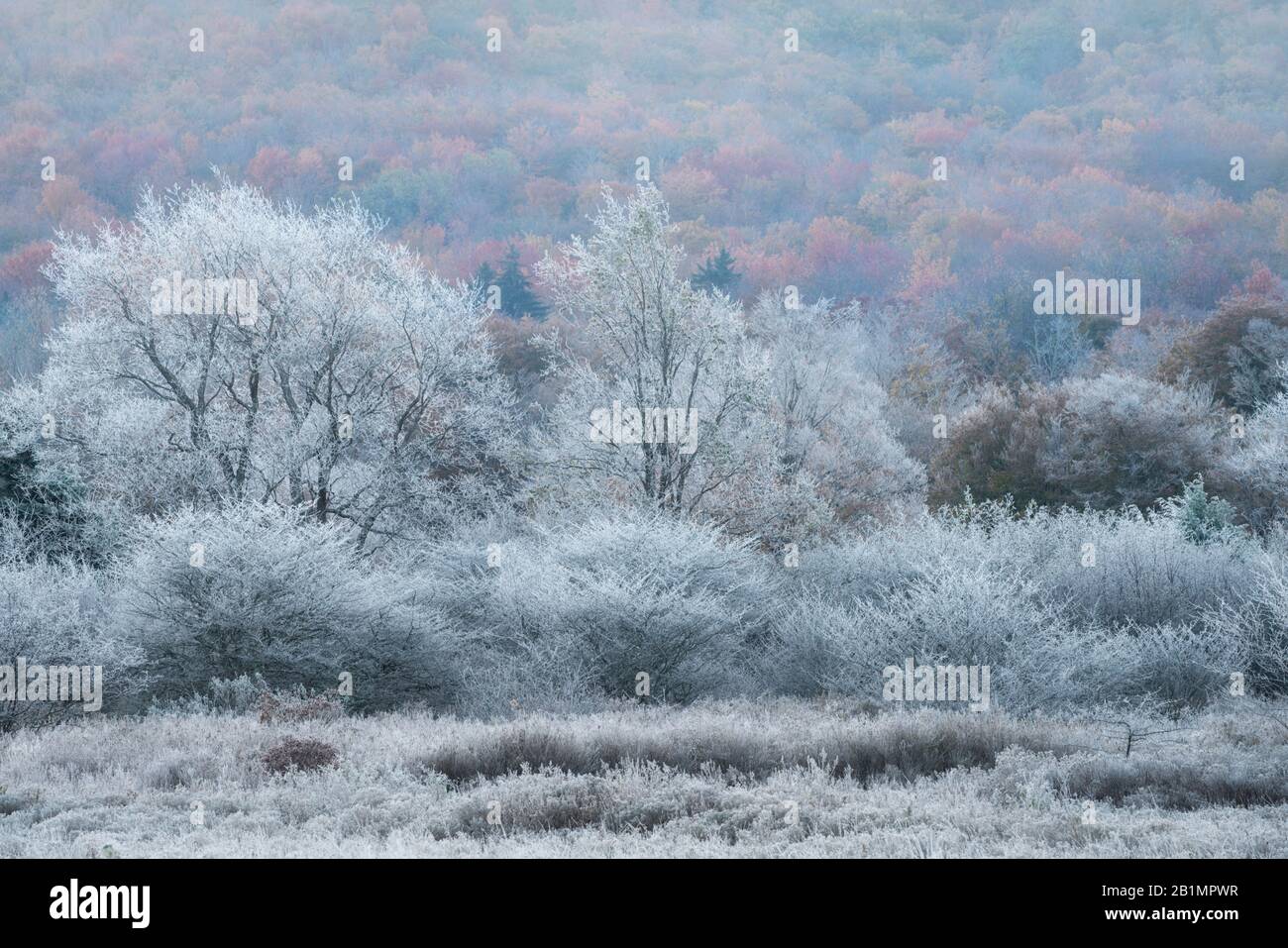 Le matin, vue glacial depuis la promenade de Freeland dans le Réserve naturelle de Canaan Valley Banque D'Images