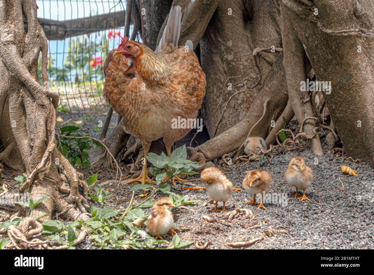 Une poule marron feathered qui regarde ses poussins dans un arbre de l'île de Guadeloupe. Photo libre de droit. Banque D'Images