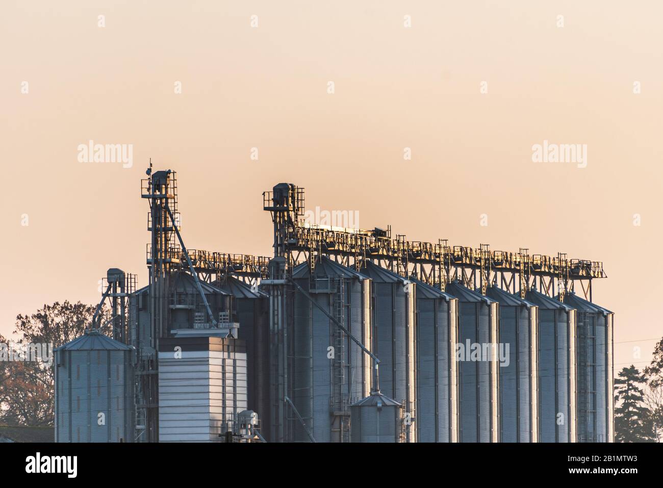 Installation agricole de silos d'argent utilisés pour sécher les graines et le maïs. L'élévateur de grain utilisé pour le stockage est éclairé par le soleil de réglage chaud. Banque D'Images