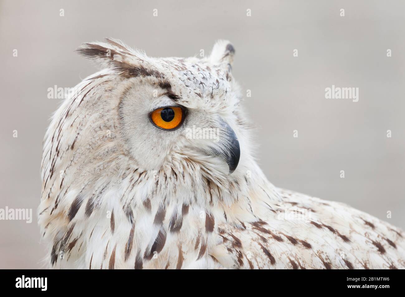 Portrait d'un harfang des neiges, également connu sous le nom de Arctic Owl ou grande chouette blanche Banque D'Images