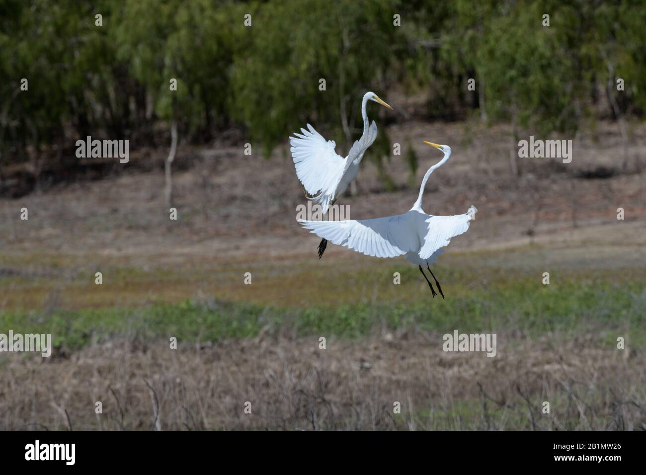 Deux grands aigrettes dans un affichage jouant sur la domination et l'alimentation du territoire sur un lagon d'eau douce dans le nord du Queensland, en Australie. Banque D'Images