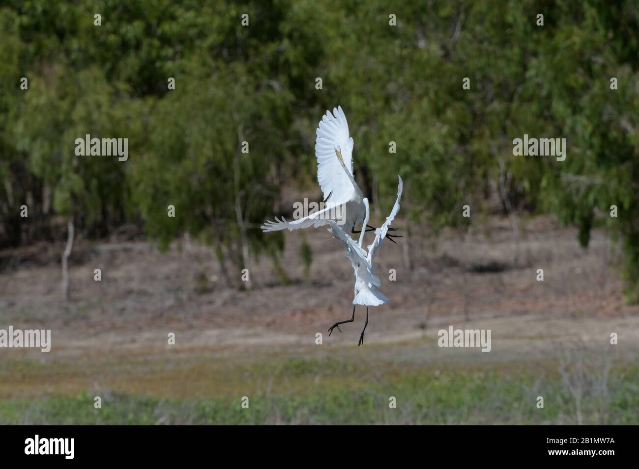 Deux grands aigrettes joutant et dans le combat aérien sur la domination et l'alimentation du territoire sur un lagon d'eau douce dans le nord du Queensland, en Australie. Banque D'Images