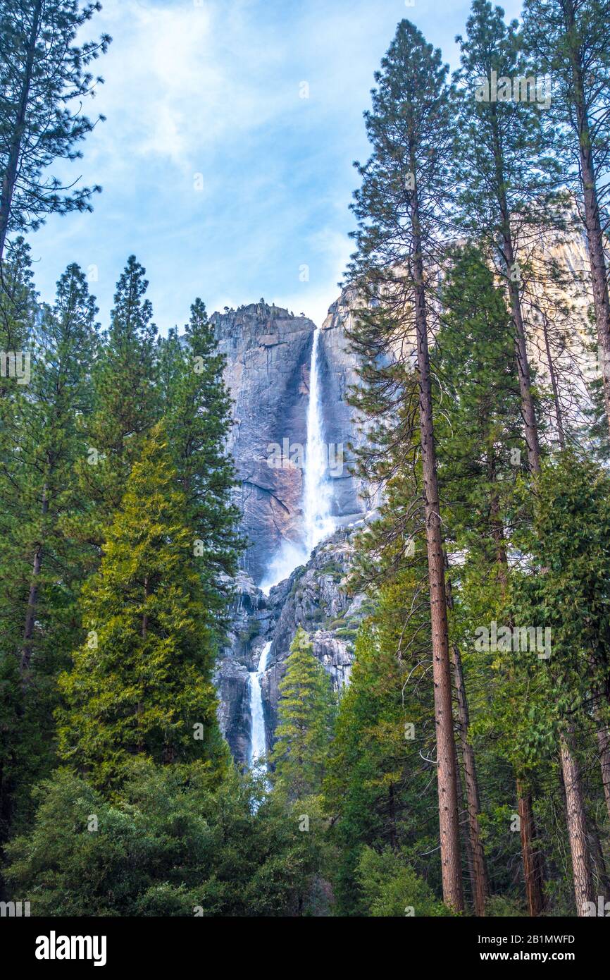 Les chutes de Yosemite dans le parc national de Yosemite derrière les arbres le jour ensoleillé en hiver. Photo libre de droit. Banque D'Images