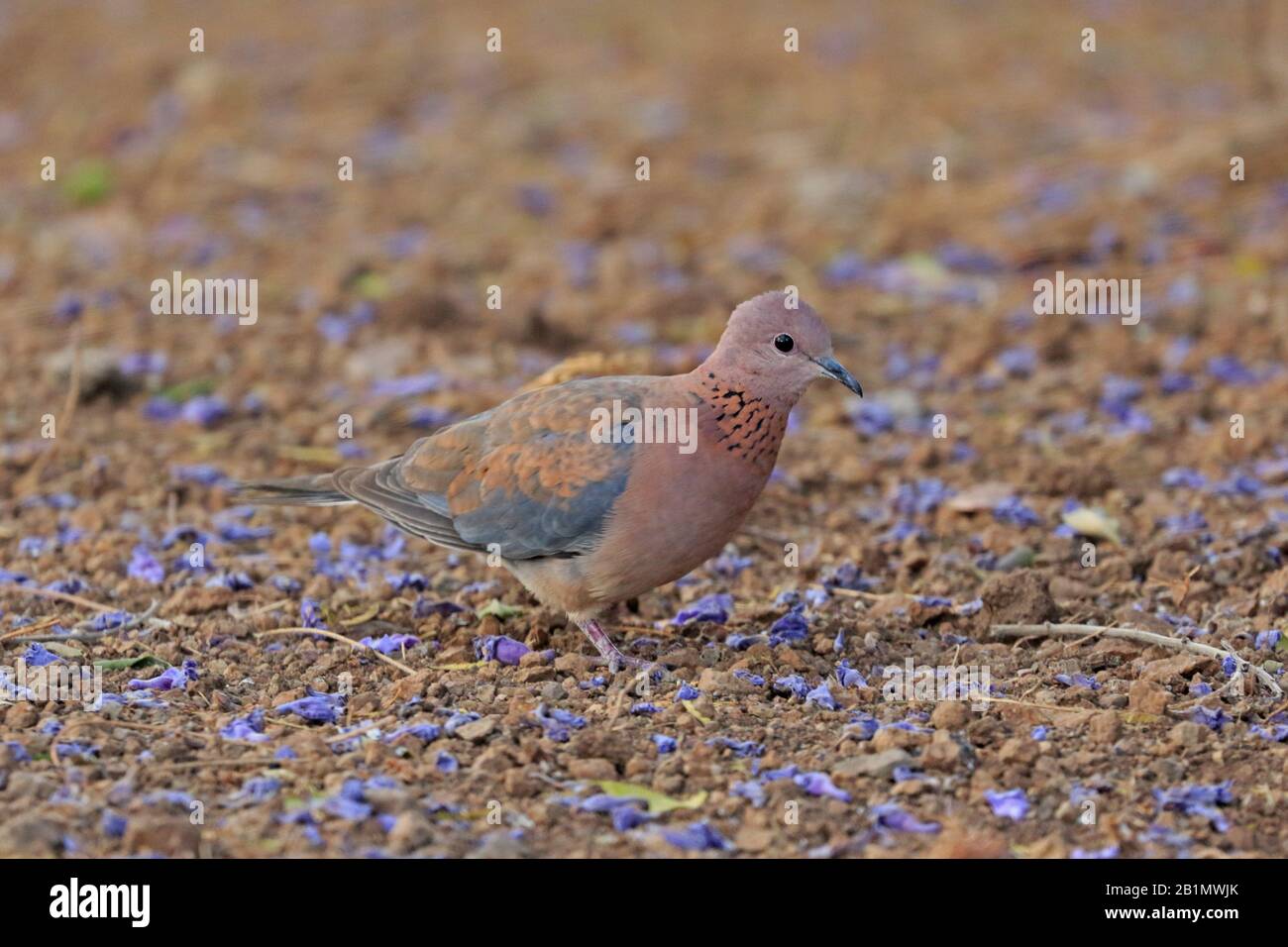 Rire Dove sur le terrain parmi les fleurs de Jacaranda en Ethiopie Banque D'Images
