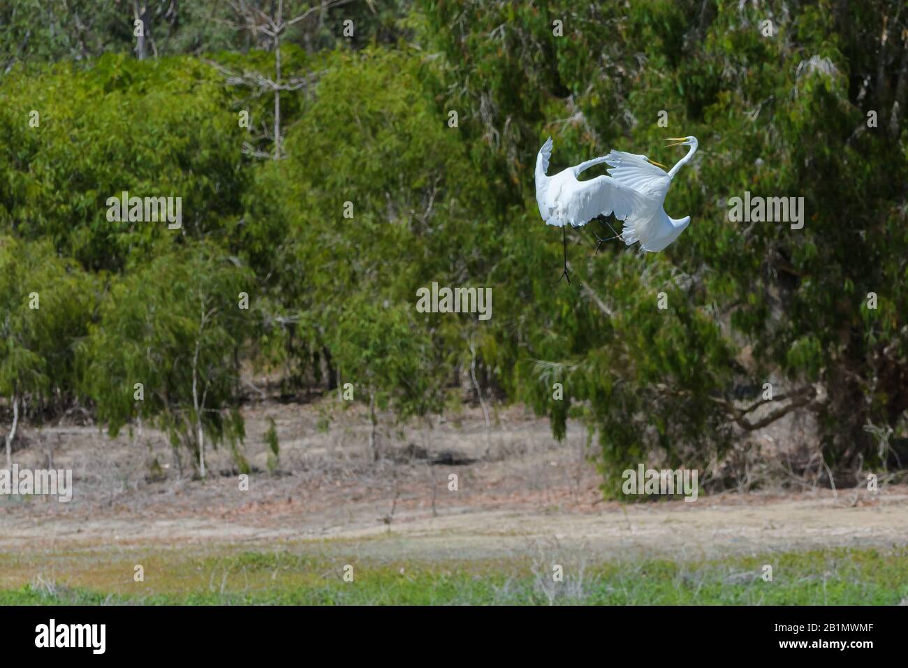 Deux grands aigrettes joutant et dans le combat aérien sur la domination et l'alimentation du territoire sur un lagon d'eau douce dans le nord du Queensland, en Australie. Banque D'Images