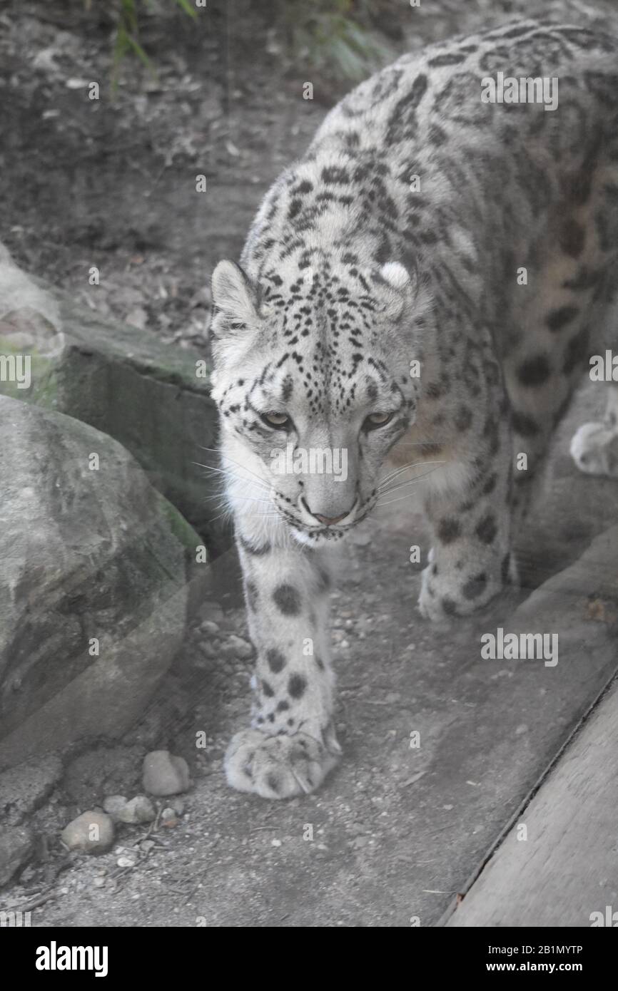 Léopard des neiges, zoo Central Park Banque D'Images
