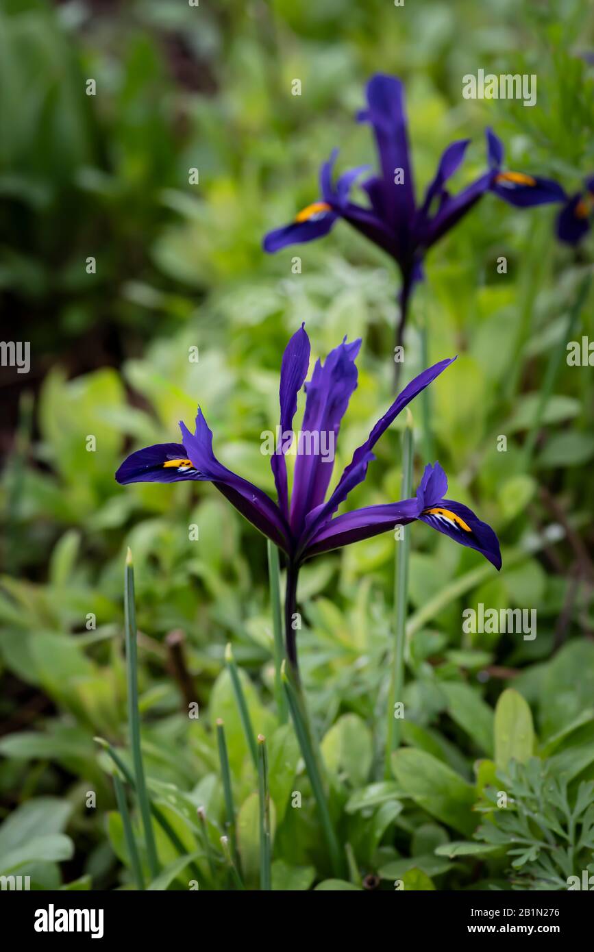 Iris reticulata iris nain à floraison précoce Banque D'Images