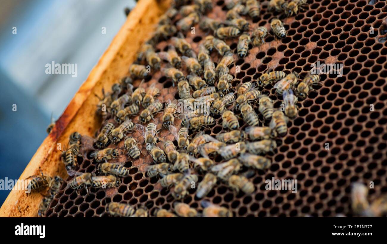 Abeilles sur une vieille cire sombre avec couvée scellée et cellules ouvertes avec miel. Foyer sélectif. Mise au point douce Banque D'Images