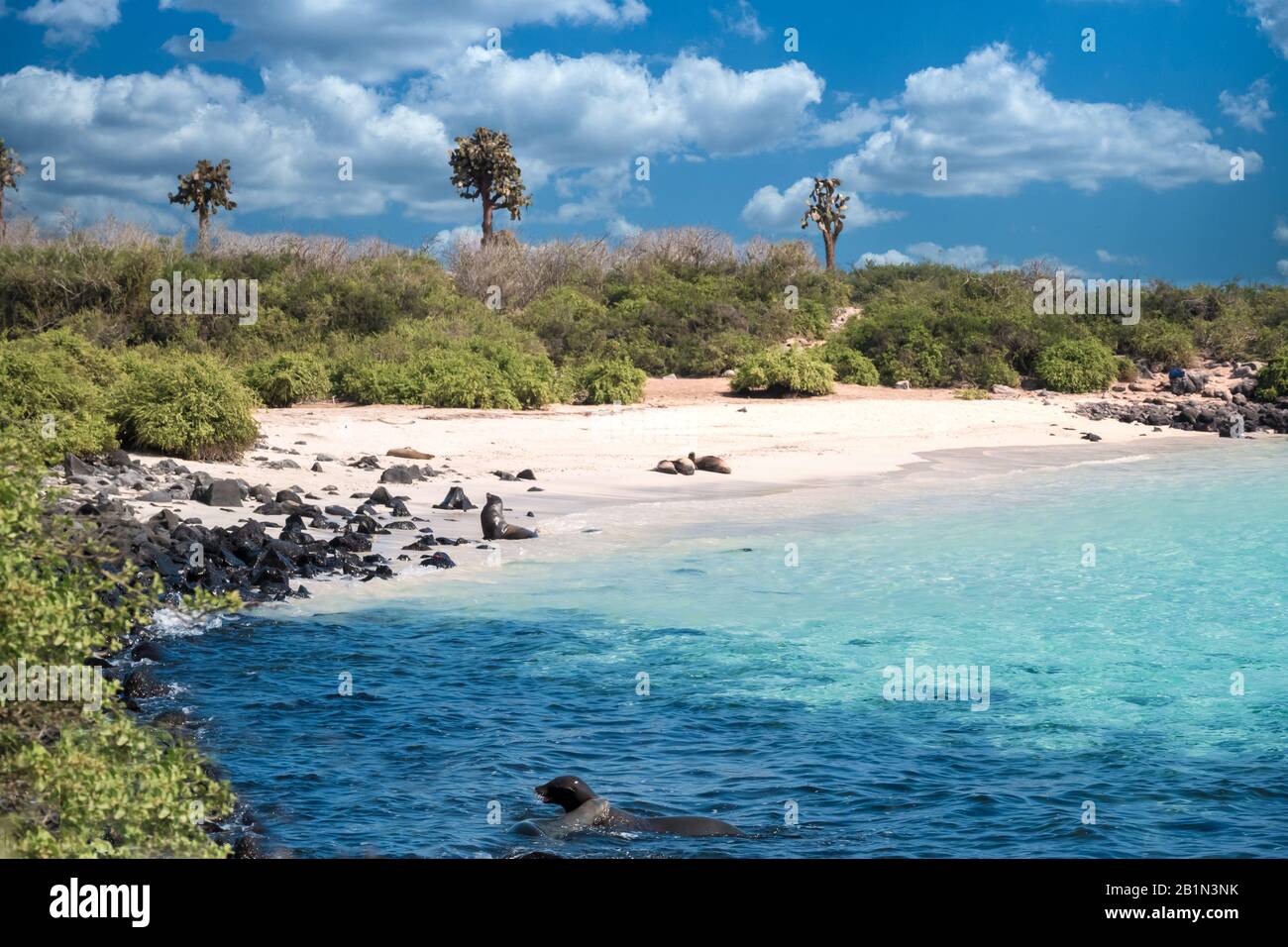 Paysages côtiers primitifs sur l'île de Santa Fe, avec des otaries, des iguanes et des groupes d'alcool marins, des îles Galapagos, Équateur Banque D'Images