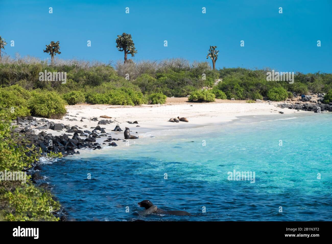 Paysages côtiers primitifs sur l'île de Santa Fe, avec des otaries, des iguanes et des groupes d'alcool marins, des îles Galapagos, Équateur Banque D'Images