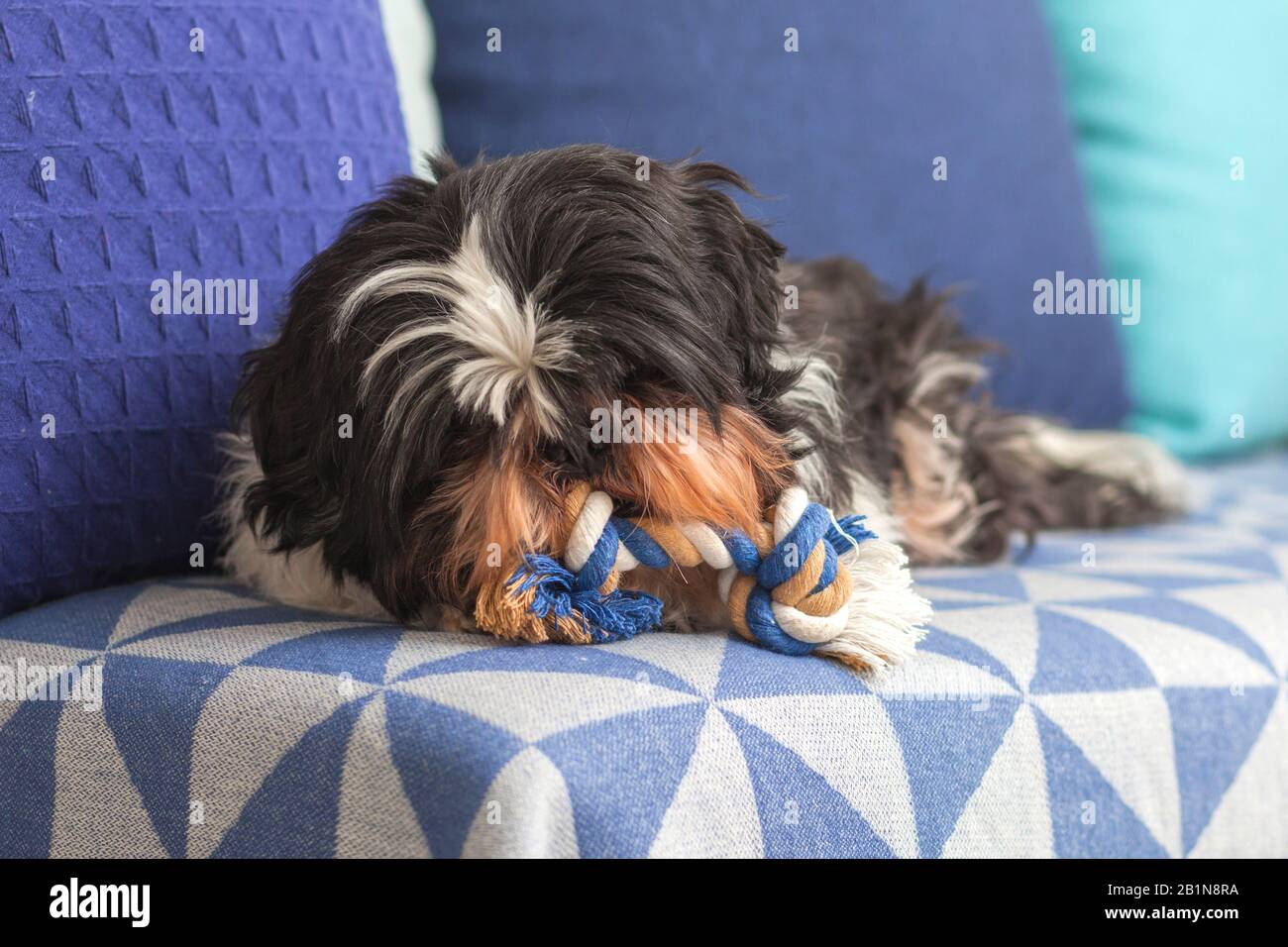 Un drôle de chien ​​is assis à la maison sur le canapé, jouant avec son jouet préféré. Animal de compagnie Shih Tzu. La Solitude. Banque D'Images