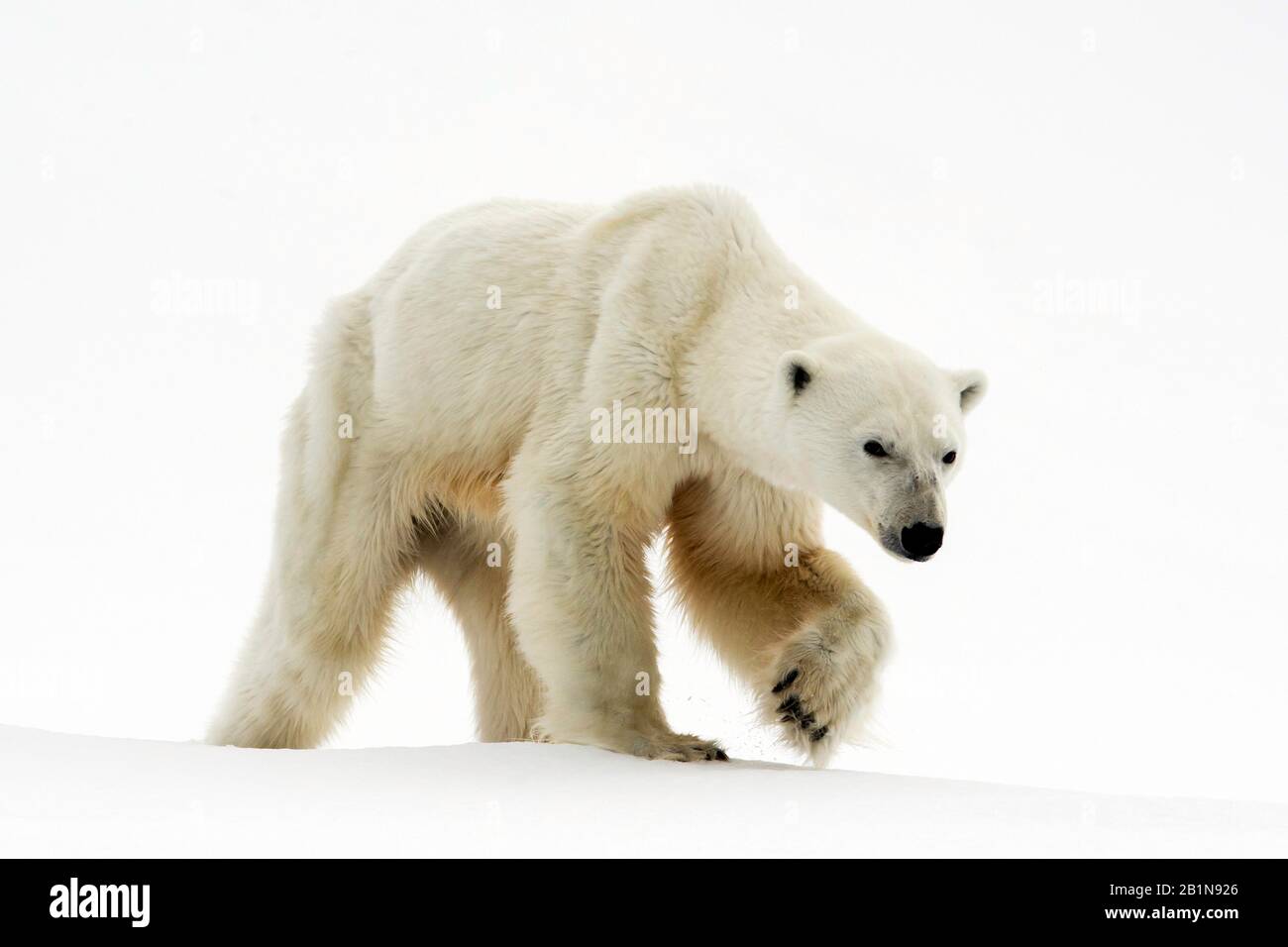 Ours polaire (Ursus maritimus), dans la neige, Norvège Banque D'Images