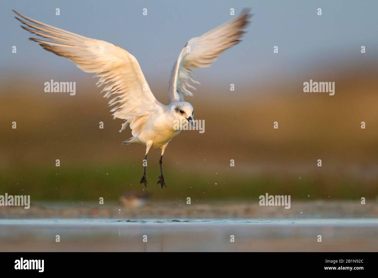 Gull-Brünnich (Gelochelidon nilotica, Sterna nilotica), survolant de l'eau peu profonde, Oman Banque D'Images