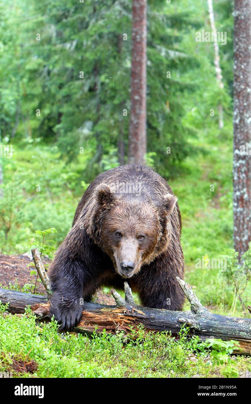 Ours brun européen (Ursus arctos arctos), en forêt, Finlande Banque D'Images