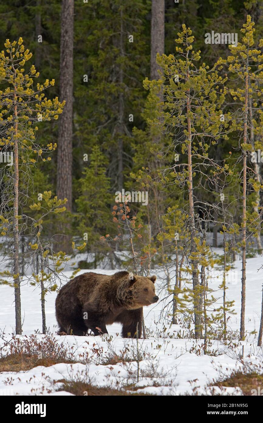 Ours brun européen (Ursus arctos arctos), en forêt d'hiver, Finlande Banque D'Images