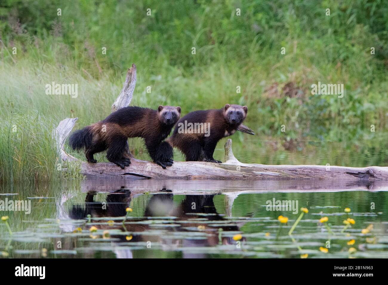 Wolverine (Gulo gulo), deux loups se tenant sur un tronc d'arbre mort dans l'eau, en Finlande Banque D'Images