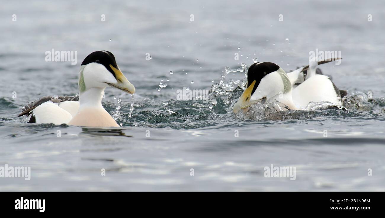 Courant eider (Somateria mollissima), lutte masculine, Norvège Banque D'Images