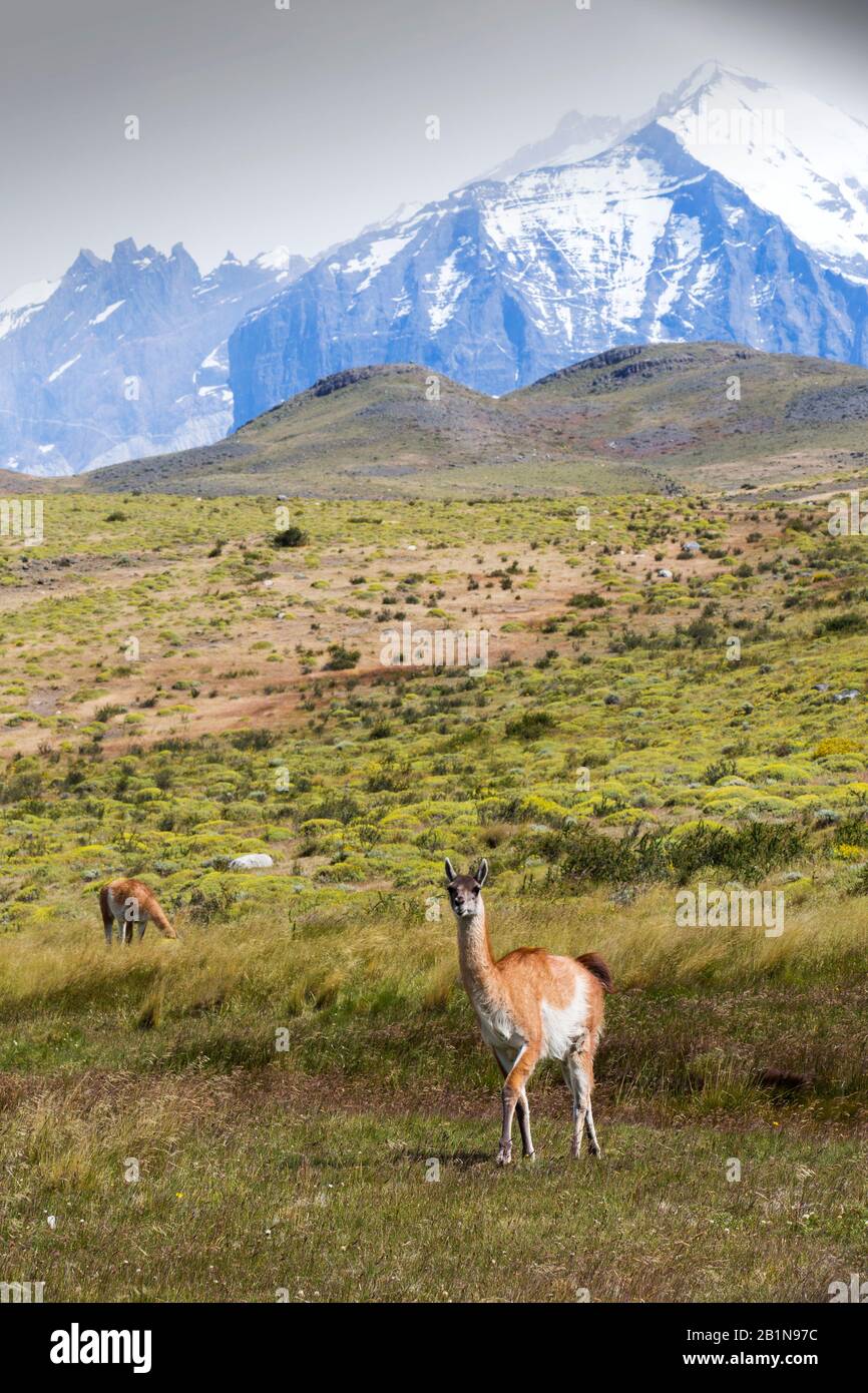 Guanacos dans le parc national de Torres del Paine, Patagonie, Chili. Banque D'Images