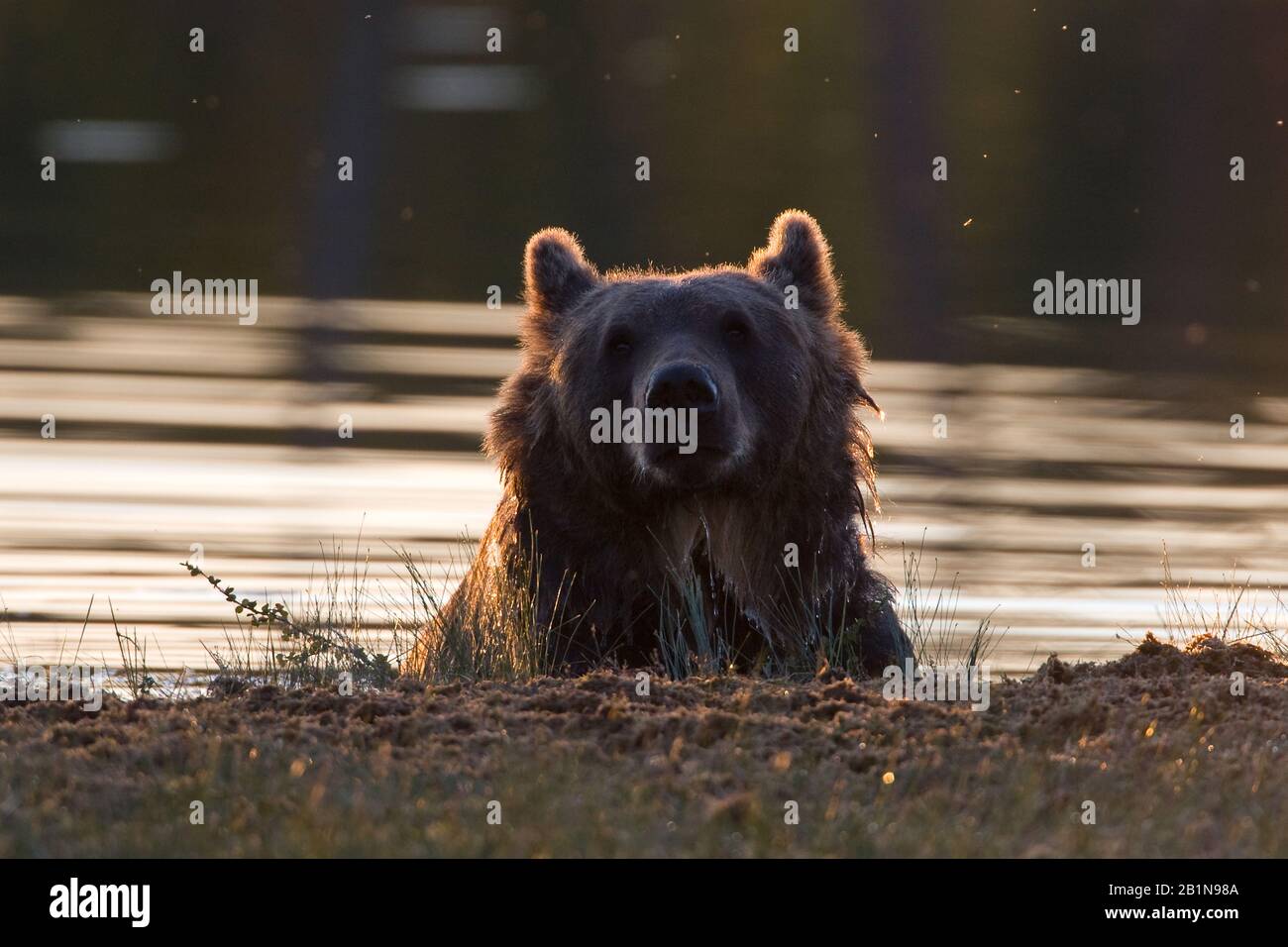 Ours brun européen (Ursus arctos arctos), portrait à terre, Finlande Banque D'Images