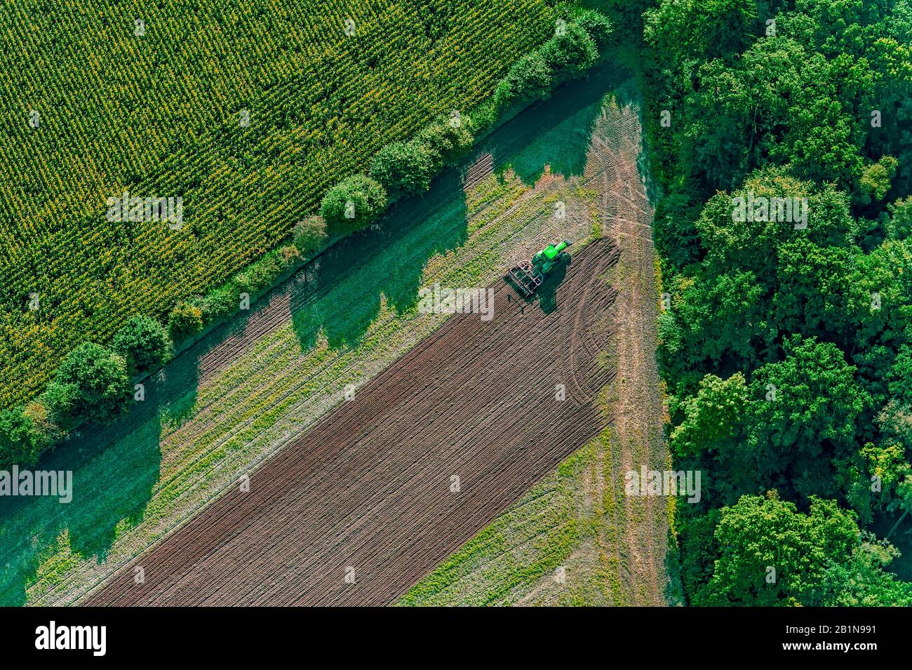 Labourer un acre à côté de la fileld de maïs, vue aérienne, Allemagne, Schleswig-Holstein, Mitte auf der Geest Banque D'Images