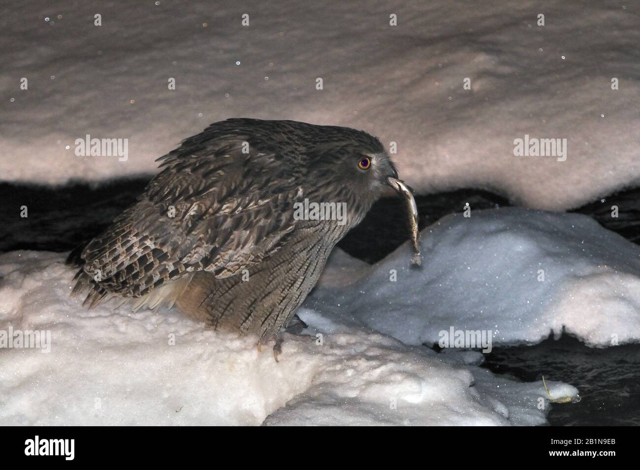 Chouette de poissons des blakistes (Bubo blakistoni), avec poisson pêché, Japon, Hokkaido, Rausu Banque D'Images