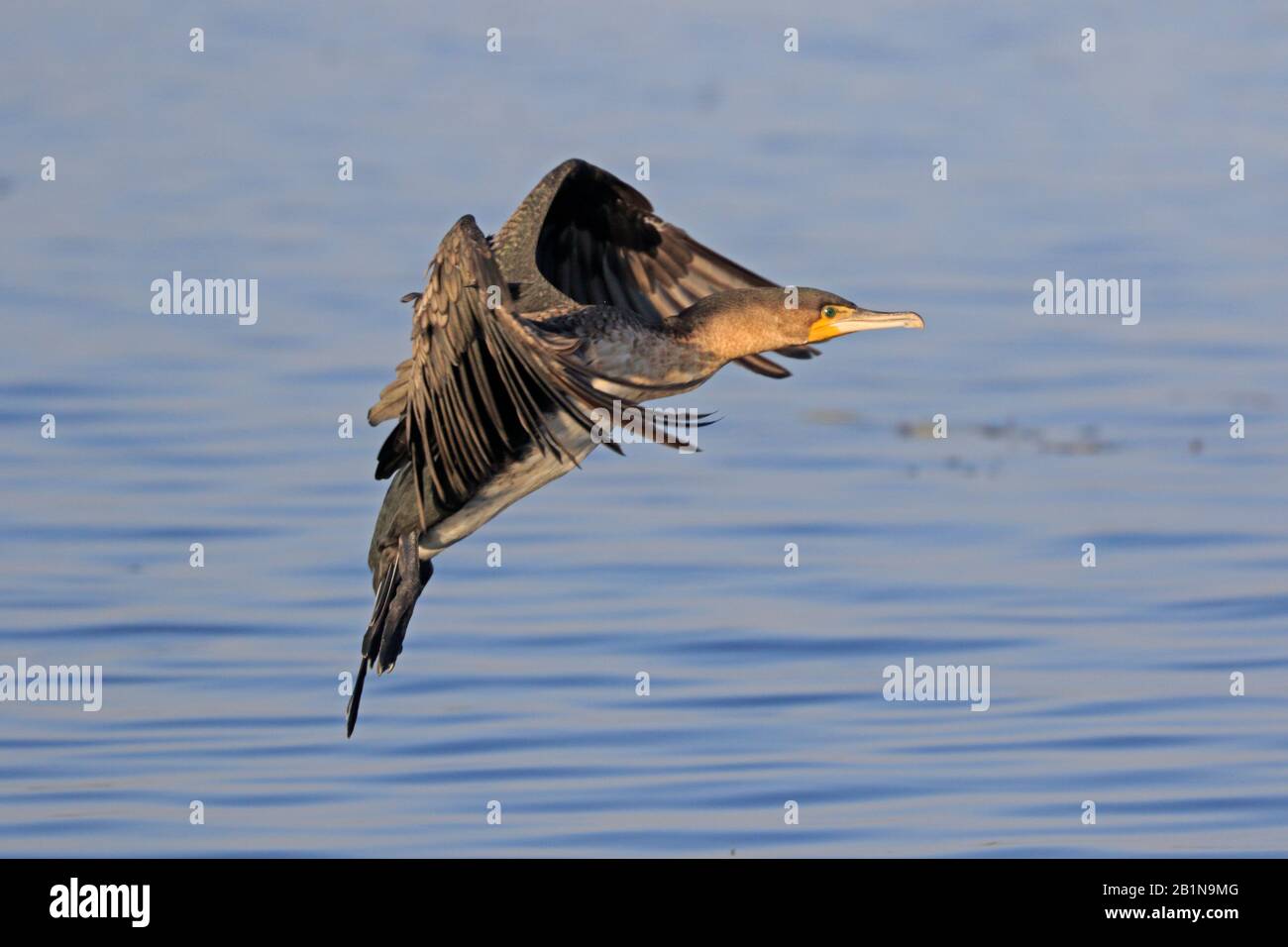 Grand Cormorant entrant dans la terre en Ethiopie Banque D'Images