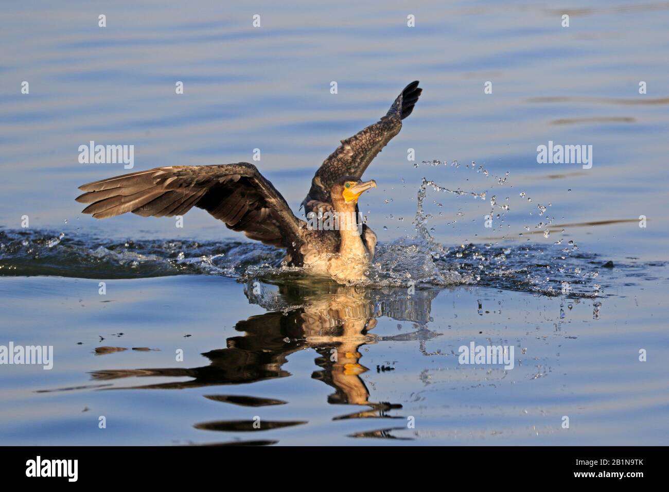 Grand Cormorant entrant dans la terre en Ethiopie Banque D'Images