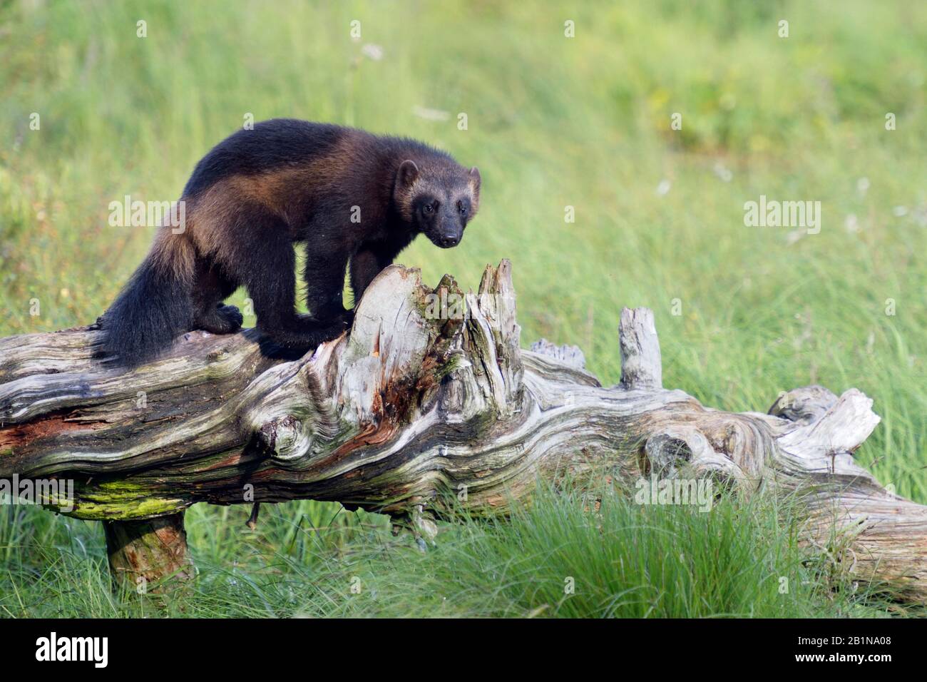 Wolverine (Gulo gulo), debout sur un tronc d'arbre mort, Finlande Banque D'Images
