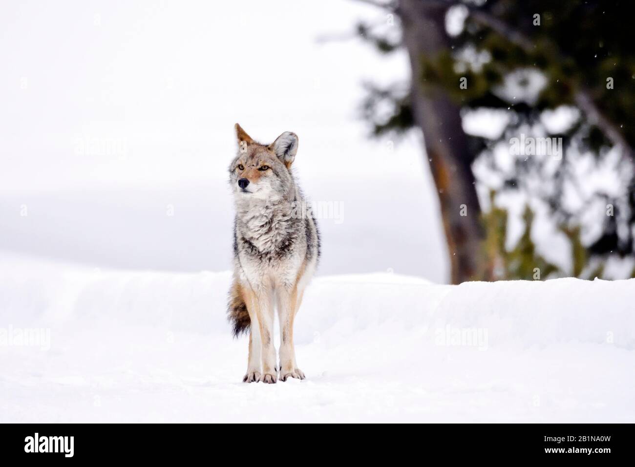 Coyote (Canis latrans), debout dans la neige, vue de face, États-Unis, Wyoming, Yellowstone National Park Banque D'Images