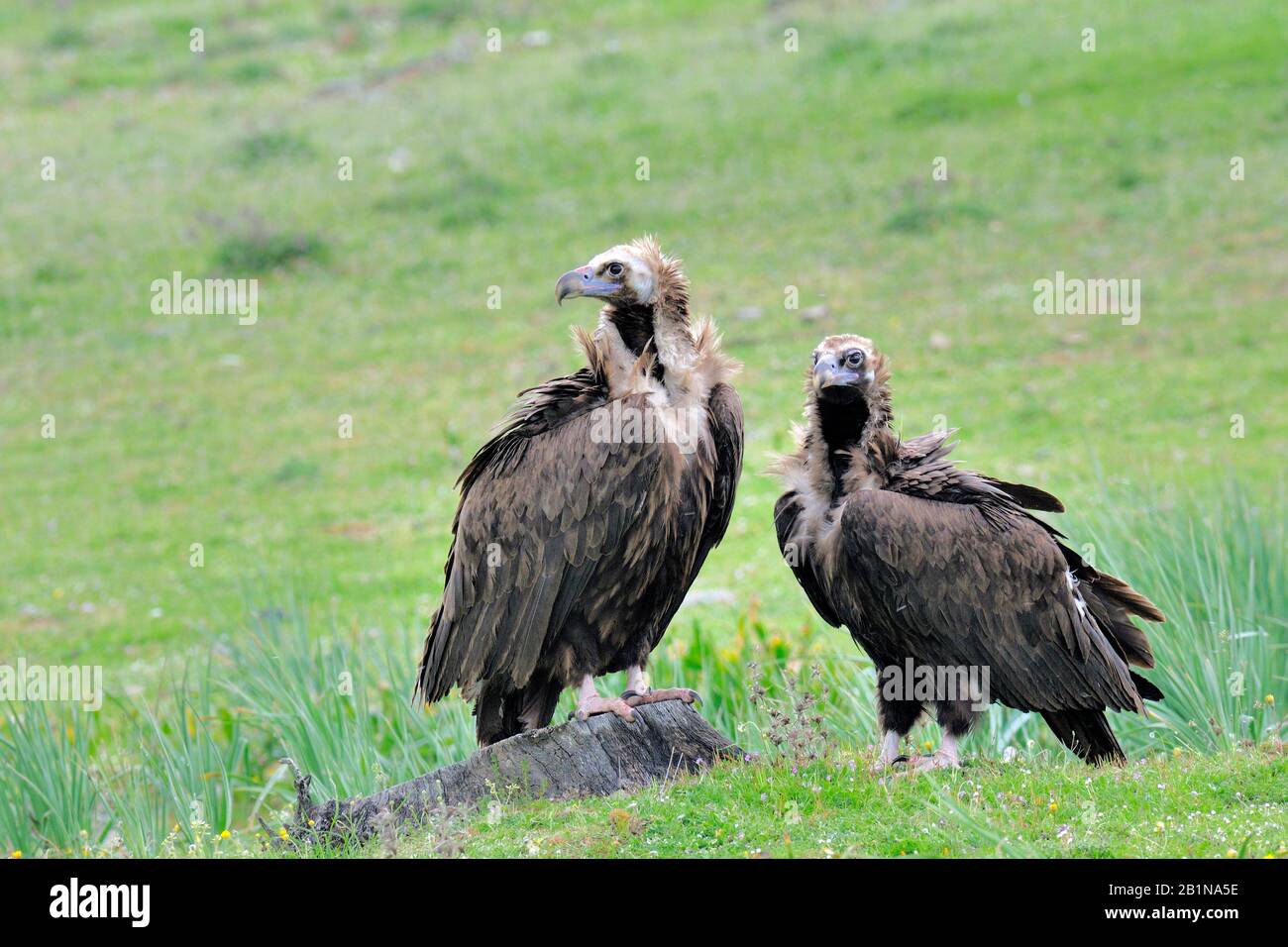 La vautour cinereux (Aegypius monachus), deux vautours cinereux dans un pré, Espagne, Estrémadure Banque D'Images