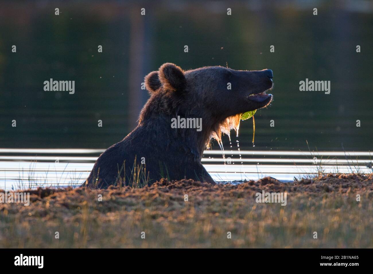 Ours brun européen (Ursus arctos arctos), portrait à terre, Finlande Banque D'Images