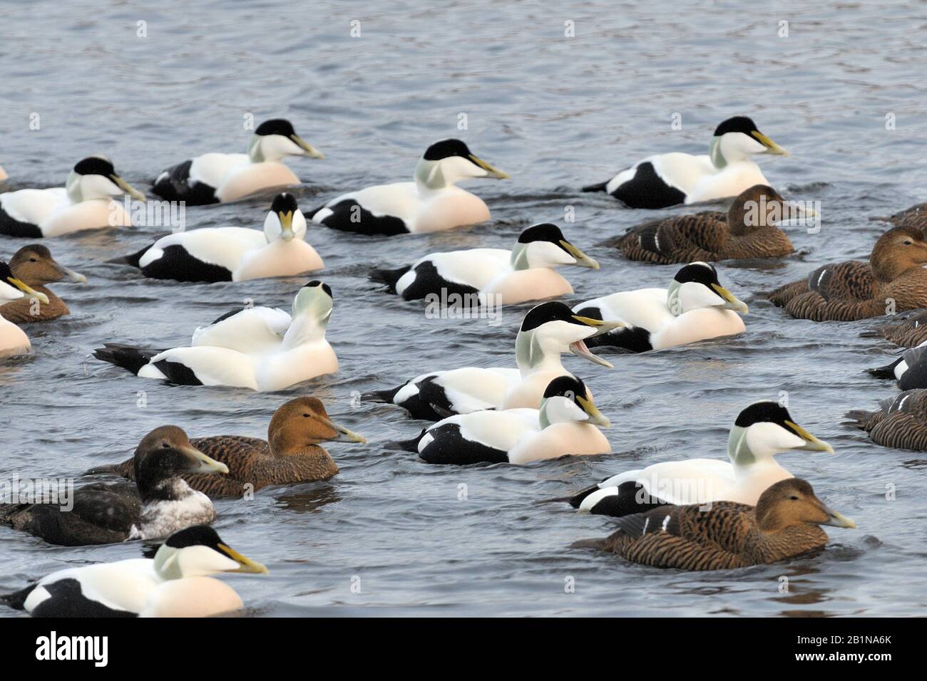 L'eider commun (Somateria mollissima), groupe de natation, Norvège Banque D'Images