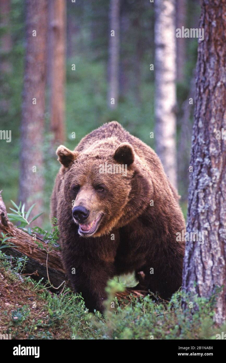 Ours brun européen (Ursus arctos arctos), en forêt, Finlande Banque D'Images